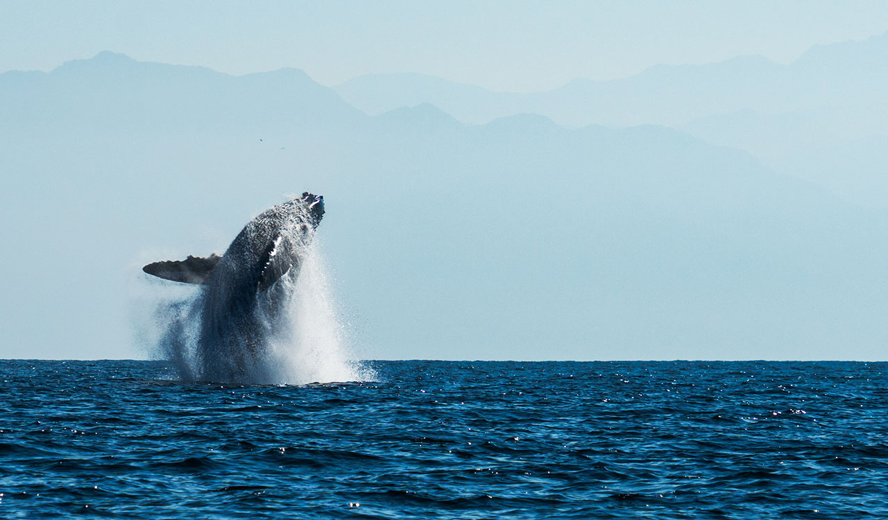 Tours Imperdibles en Vallarta: de Avistamiento de Ballenas a Paseos en Barco Pirata